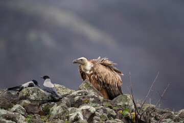Griffon vultures near the carcass. Flock of vultures in Madzharovo Rhodope mountains. Birds watching in the Bulgaria nature. 