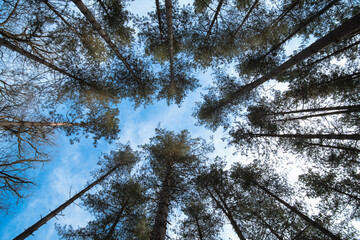 Cimes des arbres vues d'en bas