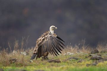 Obraz premium Griffon vultures near the carcass. Flock of vultures in Madzharovo Rhodope mountains. Birds watching in the Bulgaria nature. 