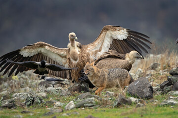 Griffon vultures and golden jackal near the carcass. Flock of vultures compete with jackal in Madzharovo Rhodope mountains. Wildlife watching in the Bulgaria nature. 