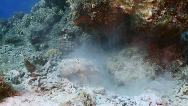 Slipper lobster digging in coral reef of Caribbean Sea, Curacao