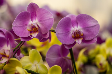 Purple Dendrobium orchids with yellow flowers