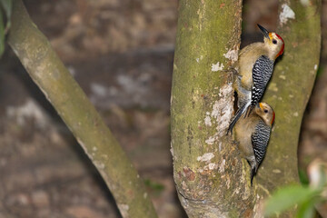 Primer plano de dos pájaros Melanerpes aurifrons en un árbol