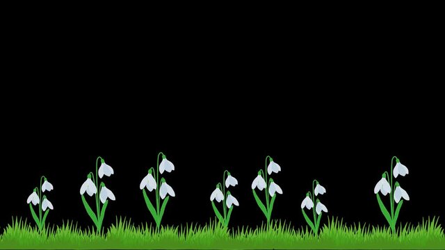 Snow is melting in Spring and Snowdrops Flowers growth with grass in Spring  animation concept. Snowdrops flowers grows motion animation with Alpha channel. Spring Flowers growing after snow melted.