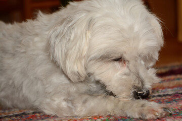 White Dog Dressing Up