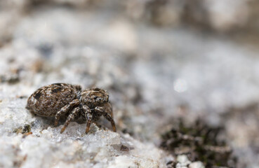 Sitticus rupicola,Weibchen