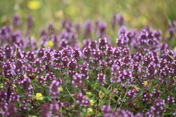 Fototapeta premium Common Thyme