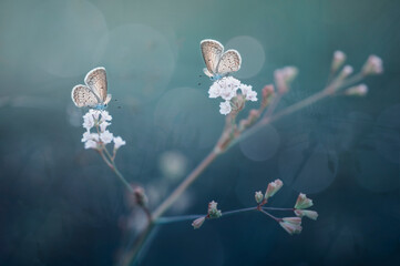 two butterflies between two flowers