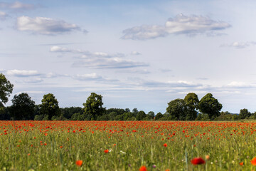 summertime landscape with poppy field, field with wild poppies on a summer day with trees in background