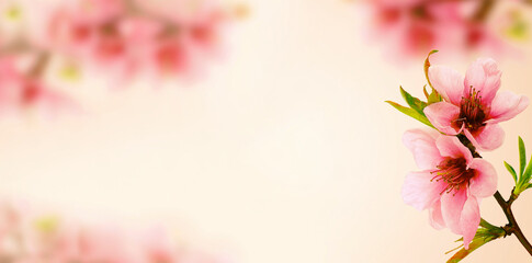 Spring cherry blossom, vintage soft floral card

