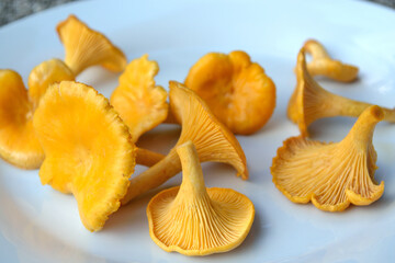 Freshly Harvested Chanterelle Mushrooms On A Plate