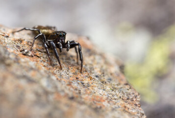 Heliophanus aeneus, Männchen