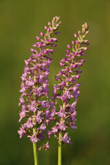 Fragrant Orchid