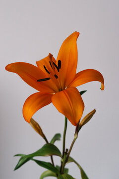 Orange lilium against white backgroud lily