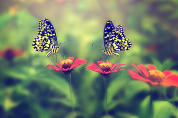 two butterflies on a flower