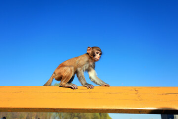 A pet monkey plays on a wooden handrail in a park, North China