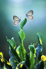 two butterflies perched on meandering leaves