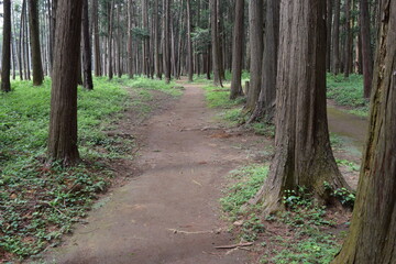 遊歩道 森林公園