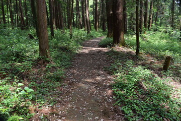 遊歩道 森林公園