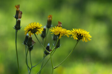 wild field flower,yellow