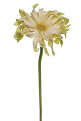 Side top view of a yellow lime Spider Gerbera, isolated on white