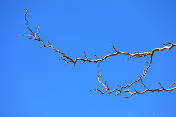 The twigs of the tree are dry and bent against the background of the blue sky