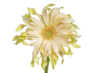 Top view of a yellow lime Spider Gerbera, isolated on white