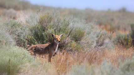 Close up shot of Coyote animal in the bushes
