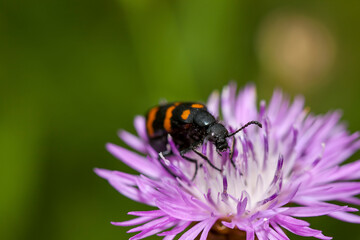 Castiarina beetle feeds on a purple flower