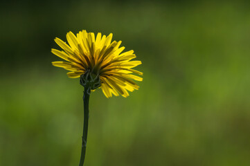 flower,wild,yellow,coutryside
