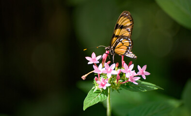 butterfly on flower