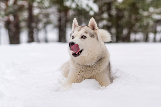 Winter photos of the dog. Husky.