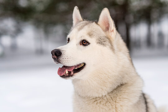 Winter photos of the dog. Husky.