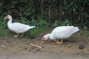 A group of ducks with white feathers foraging in the yard.