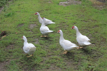A group of ducks with white feathers foraging in the yard.