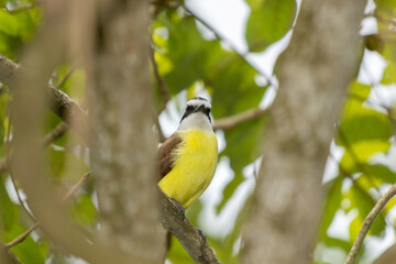 Disparo de enfoque superficial de un gran pájaro kiskadee en madera