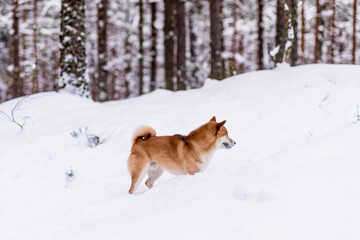 Fototapeta na wymiar Winter photos of the dog. Shiba Inu.
