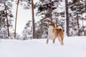 Winter photos of the dog. Shiba Inu.