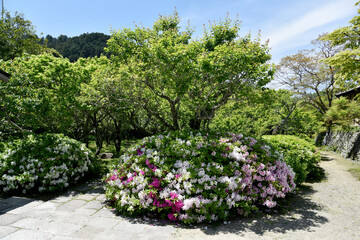 観心寺　新緑の境内　大阪府河内長野市