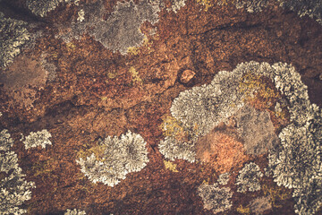 Moss on boulder