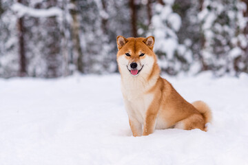 Winter photos of the dog. Shiba Inu.