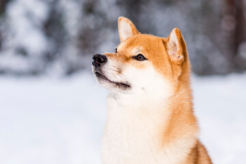 Winter photos of the dog. Shiba Inu.