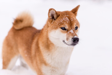 Winter photos of the dog. Shiba Inu.
