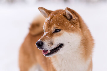 Winter photos of the dog. Shiba Inu.