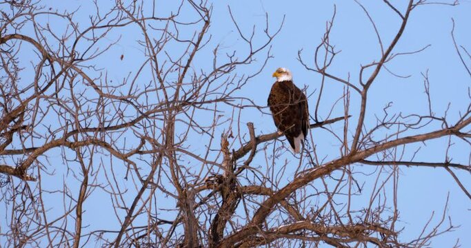 mature bald eagle sits perched on limb in winter shimmer haze