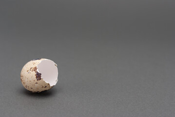Quail egg shell on gray background