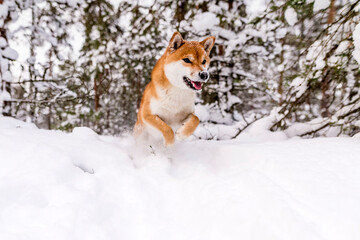 Winter photos of the dog. Shiba Inu.
