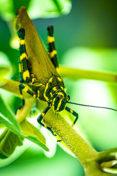 green grasshopper on a branch