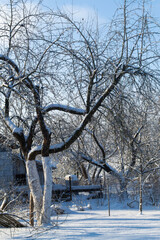 Snowy apple tree in wintertime, Belarus