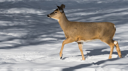 White-tailed Deer (Odocoileus virginianus) doe walking in deep snow in the winter season. Canadian wildlife female deer background and copy space 
